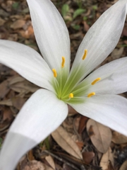 Zephyranthes treatiae