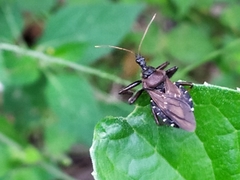 Apiomerus longispinis