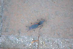 Jadera haematoloma
