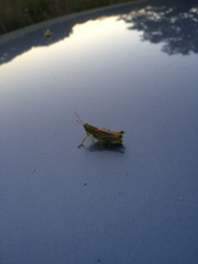 Hesperotettix viridis