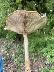 Melanoleuca verrucipes