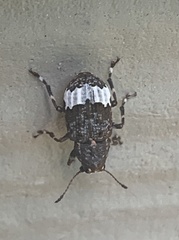 Eurymycter