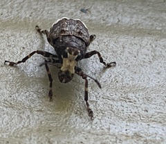 Eurymycter