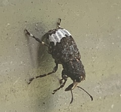 Eurymycter