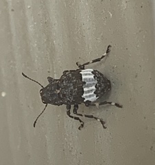 Eurymycter