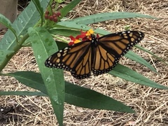 Danaus plexippus