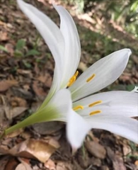 Zephyranthes treatiae