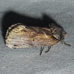 Oedemasia concinna