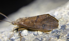 Ptilostomis ocellifera