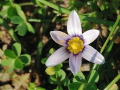 Romulea minutiflora