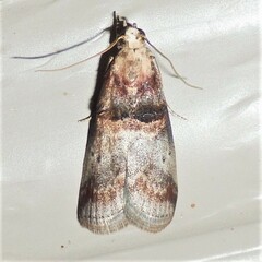 Acrobasis palliolella