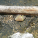 Melampus luteus - Photo (c) luca tringali, algunos derechos reservados (CC BY-NC), subido por luca tringali