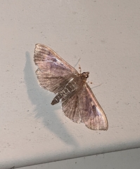 Herpetogramma sphingealis