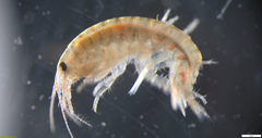 Gammarus tigrinus