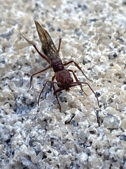 Odontomachus desertorum