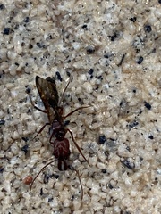 Odontomachus desertorum