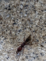 Odontomachus desertorum