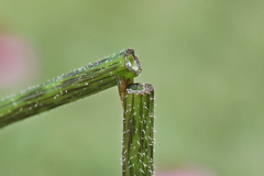 Haplorhynchites aeneus