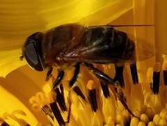 Palpada mexicana