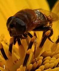 Palpada mexicana