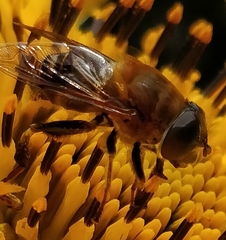 Palpada mexicana