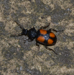 Panagaeus bipustulatus