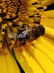 Palpada mexicana