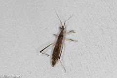 Pygolampis pectoralis