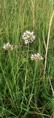 Allium suaveolens