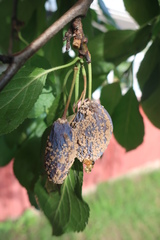 Monilinia laxa