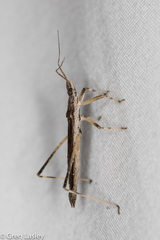 Pygolampis pectoralis