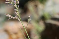 Poa cenisia