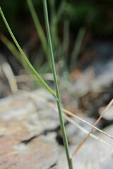 Poa cenisia