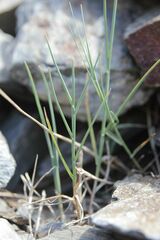 Poa cenisia