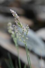 Poa cenisia