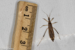 Pygolampis pectoralis