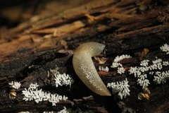 Krynickillus melanocephalus