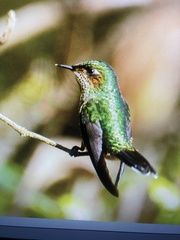 Ramphomicron microrhynchum