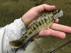 Micropterus warriorensis
