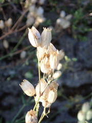 Silene vulgaris