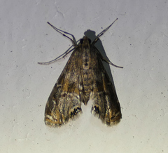 Petrophila jaliscalis