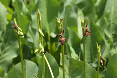 Haplorhynchites aeneus