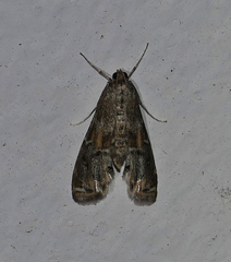 Petrophila jaliscalis
