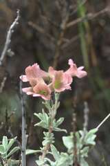 Salvia aurea