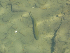Salmo trutta fario