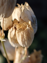 Silene vulgaris
