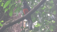 Trogon bairdii