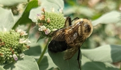 Bombus griseocollis