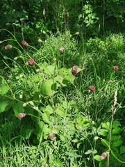 Sanguisorba officinalis