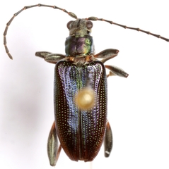 Donacia texana